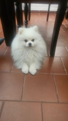 Pomerania Mini Machitos Muñecos Entrega Inmediata Vacunados
