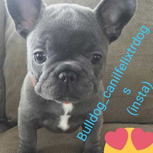 Bulldog Francês Blue Exótico Pais Bonitos Filhos Iguais 