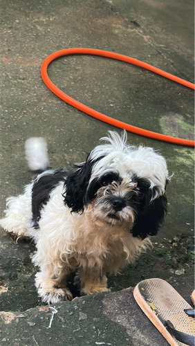 Cachorro Shih Tzu Filhote