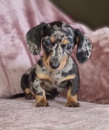 Imagen 4 de 6 de Hermoso Salchicha Mini Macho Arlequín Plata! Vacunado.