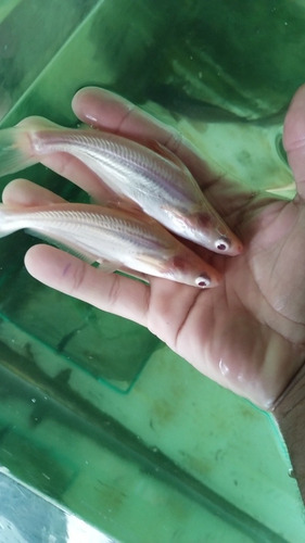 10 Panga Pangasius Albino De 15 Cm