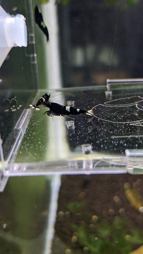 Pack 5 Gambas Caridinas King Kong Black