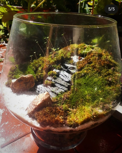 Terrario Eterno Biobom Zen N° 3 Microambiente Musgario