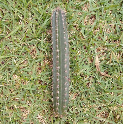 Estaca De Cacto Cleistocactus Com 16cm A 20cm Para Plantio