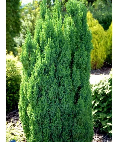 Chamaecyparis Lawsoniana Ellwoodii Pillar, Conífera !