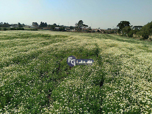 Imagem 3 de 20 de Terreno À Venda, 41125 M² Por R$ 6.167.000,00 - Campo Largo Da Roseira - São José Dos Pinhais/pr - Te0085