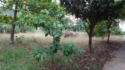 Imagem 11 de 17 de Terreno Com Viabilidade No Bairro Saco Dos Limões - Te0185