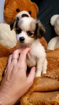 Comprar Lindo Filhote  De Chihuahua De Pelo Longo 