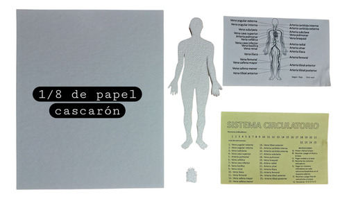 Maqueta Para Armar Del Sistema Circulatorio