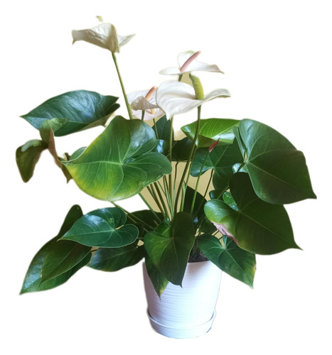 Planta Anturio Anthurium 45cm Con Maceta