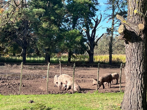 Imagen 7 de 14 de Venta Campo 115 Hectareas Ganadero Con Casco 700 Mts