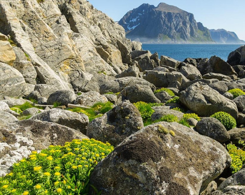 Rhodiola Rosea Erva Medicinal 10 Sementes P/ Mudas E Vasos