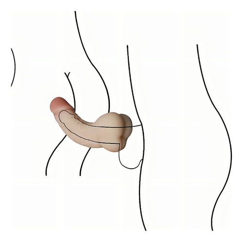 Masturbador masculino cubre el pene con trasero, ano y culo
