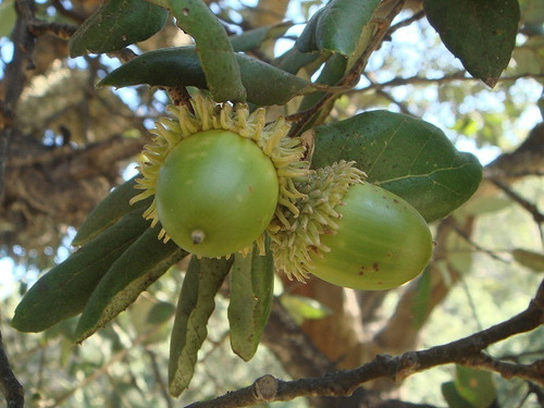 Arboles De Corcho (alcornoque) - Muy Decorativos