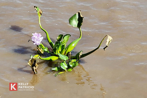 Venta De Fracción Con Costa Sobre Rio Paranacito