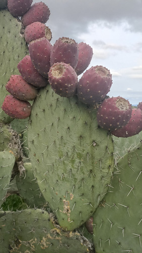 3 Variedades Pencas Nopal Tunero,tuna Roja Opuntia Ficus, Lc