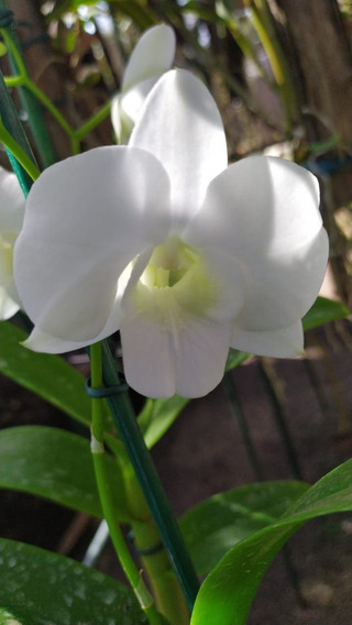 Orquidea Denphal Branca Adulta Na Madeira