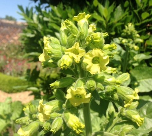 20 Sementes De Mapacho - Nicotiana Rustica - Flor Para Mudas