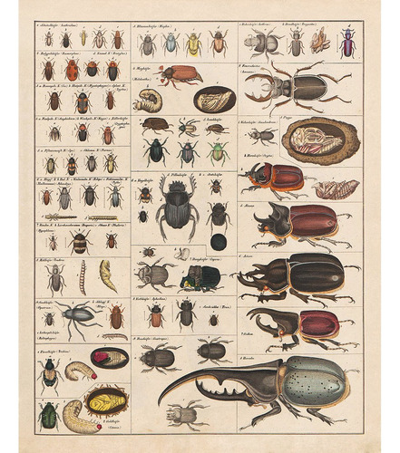 Meishe Art Poster Vintage Impresion Coleccion De Insectos Id