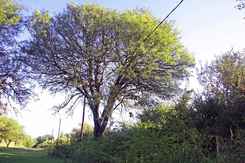 Imagen 9 de 14 de Venta De Terreno En Carpintería Calle Las Mandiocas Mts 1791