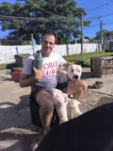 Cachorros Dogo Argentino. Puros, Los Mejores, Buena Genética