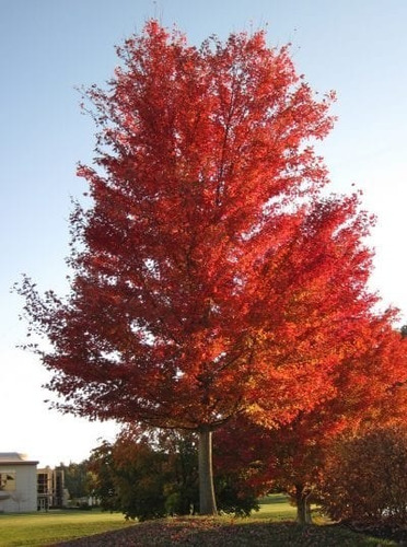 Arbol Acer Saccharinum Acer Plateado, Arce Del Azúcar 40lts