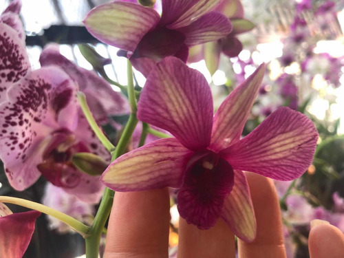Imagen 3 de 10 de Orquídeas Dendrobium Phalaenopsis