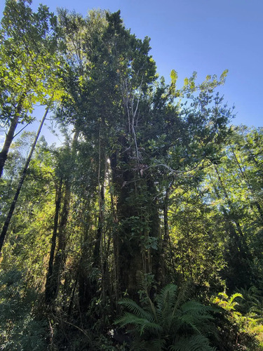 1 Hectárea En Chiloé - Bosque Renoval Cerca De Castro