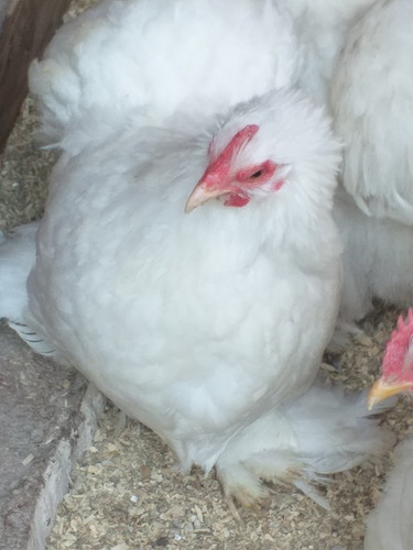 Imagen 2 de 9 de Huevos Fertiles . D .cochin Bantam Blanco Línea 100%europea