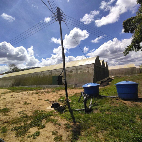 Imagen 9 de 20 de Finca En Carabobo Bejuma Aa