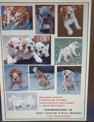 Imagen 2 de 9 de Cachorros De Bulldog Inglés