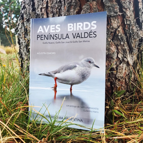 Aves De La Peninsula De Valdes Esmoris, En Patagonia