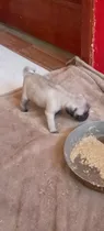 Comprar Cachorros Pug Carlinos