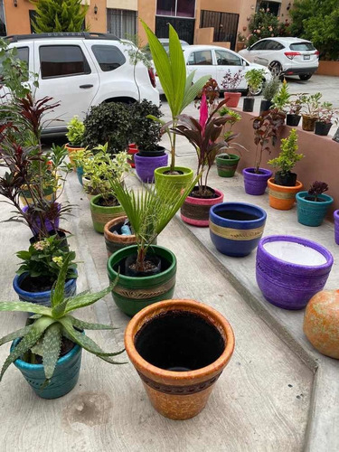 Imagen 9 de 12 de Maceteros Y Plantas Más De 30 Diferentes
