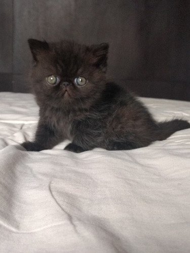 Gatos Exoticos Para Cria Y Mascota