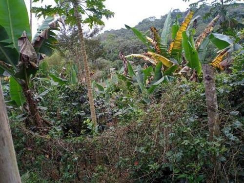 Imagem 7 de 10 de Ampla Chácara Iguape- Vale Do Ribeira 4300m² À Venda. 8703