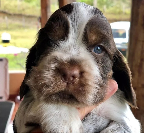 Cachorros Cocker Spaniel 100% Puros