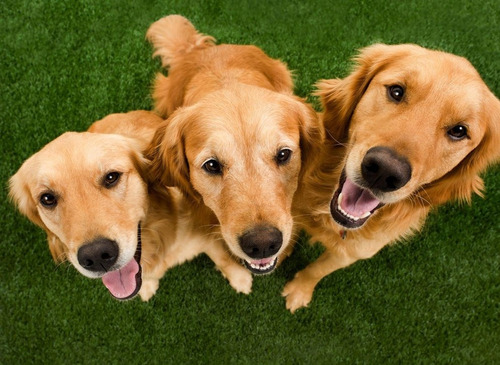 Cachorros Golden Retriever Somos Criadero Estancia Del Mar