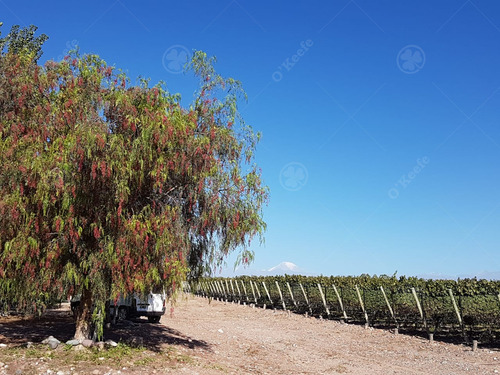 Finca De 23 Has En Venta En Mendoza - Viñedo Premium De Altura
