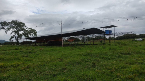 Imagen 7 de 14 de Venta Finca, Guigue Planta Cod. 155496
