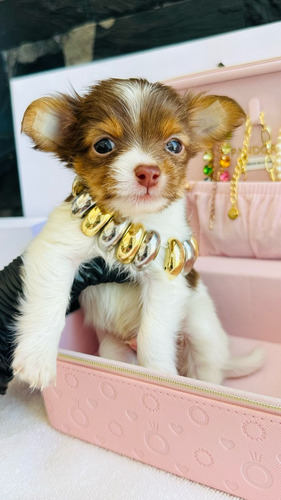 Chihuahua Ojos Verdes, Merle Y Chocolate Premium Vip Chihuahua Party Chico De Ojos Verdes 15k