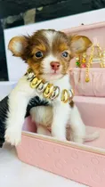 Comprar Chihuahua Ojos Verdes, Merle Y Chocolate Premium Vip Chihuahua Party Chico De Ojos Verdes 15k