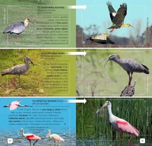 Narosky: Guía De Campo Aves De La Provincia De Buenos Aires