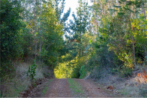 Predio Forestal En Venta 52 Ha. - Mantahue Gorbea