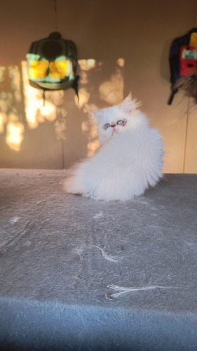Reserva Gato Persa Himalayo Extremo Red Point