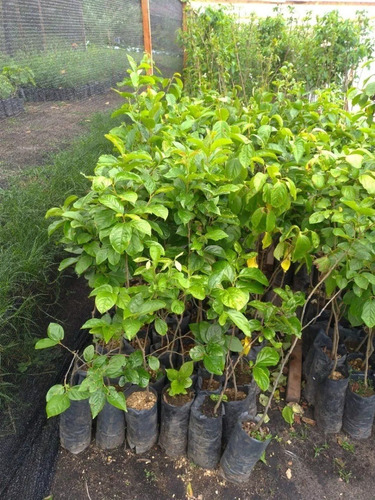 Caqui Giombo ( Diospyros Kaki ) - 1 Muda Média Enxertada!