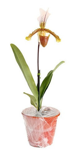 Orquidea Sapatinho Com Vaso ! Paphiopedilum Insigne Adulto!