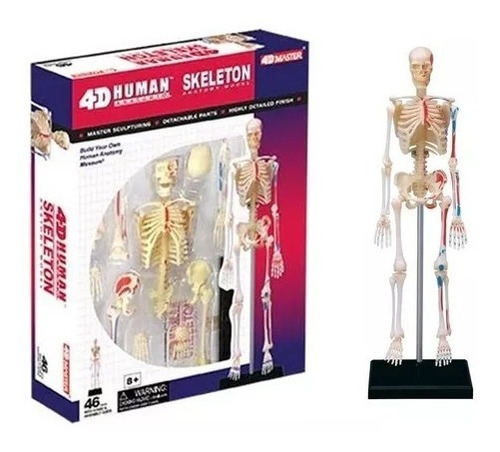 Imagen 1 de 5 de Modelo De Anatomía De Esqueleto Humano 4d 46 Partes 626011