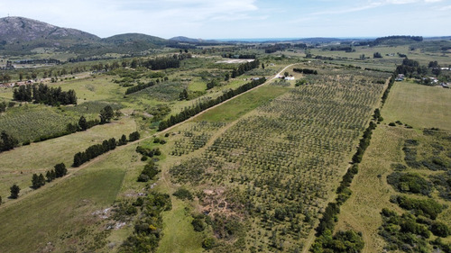 Imagen 7 de 20 de Chacras Financiadas En Pan De Azúcar. Terra Oliva