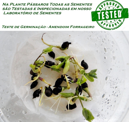 Imagem 2 de 6 de 500 Sementes Grama Amendoim Forrageiro (arachis Pintoi)